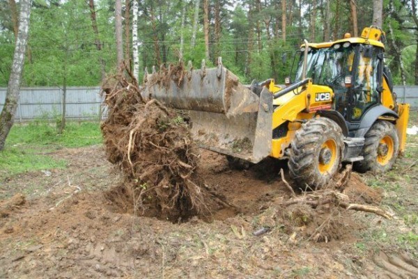 9 действенных способов выкорчевать старый пень на участке