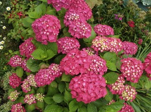 Гидрангея или гортензия (hydrangea macrophylla): описание и выращивание куста макрофилла