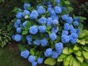 Гидрангея или гортензия (hydrangea macrophylla): описание и выращивание куста макрофилла