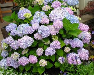 Гидрангея или гортензия (hydrangea macrophylla): описание и выращивание куста макрофилла