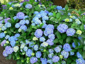 Гидрангея или гортензия (hydrangea macrophylla): описание и выращивание куста макрофилла