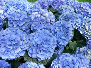 Гидрангея или гортензия (hydrangea macrophylla): описание и выращивание куста макрофилла