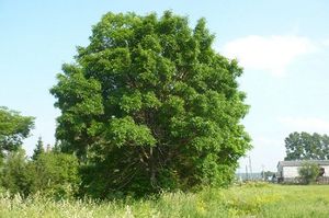 Посадка ясеня: размножение и уход, фото дерева, листьев и его описание