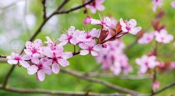 15 невероятно красивых деревьев и кустарников для весеннего сада