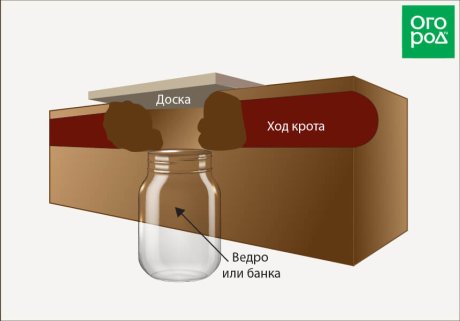 Кто изрыл всю почву под снегом: различаем следы и устраняем вредителей