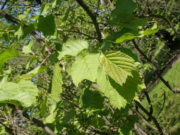 Разновидности лещины: сорта орешника, где растет, фото кустарника