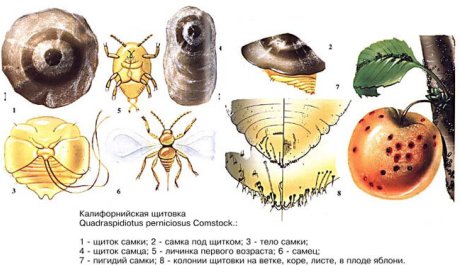 Щитовки и ложнощитовки – учимся избавляться от панцирного вредителя