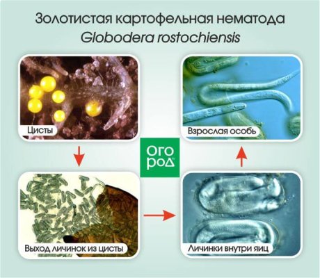 Золотистая нематода: все о необычном вредителе