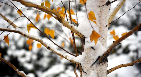 Зимние картины сада: цветные пятна коры, ягод, хвои и листвы