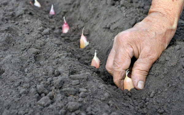 Лунный календарь садовода и огородника на октябрь 2018 года: советы по работам